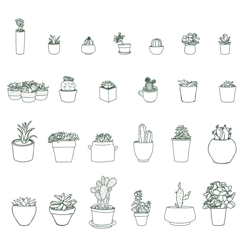 Best Indoor Plants for Beginners