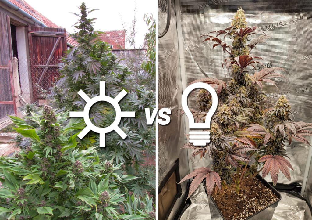 Indoor vs Outdoor Cannabis Cultivation: Pros and Cons
