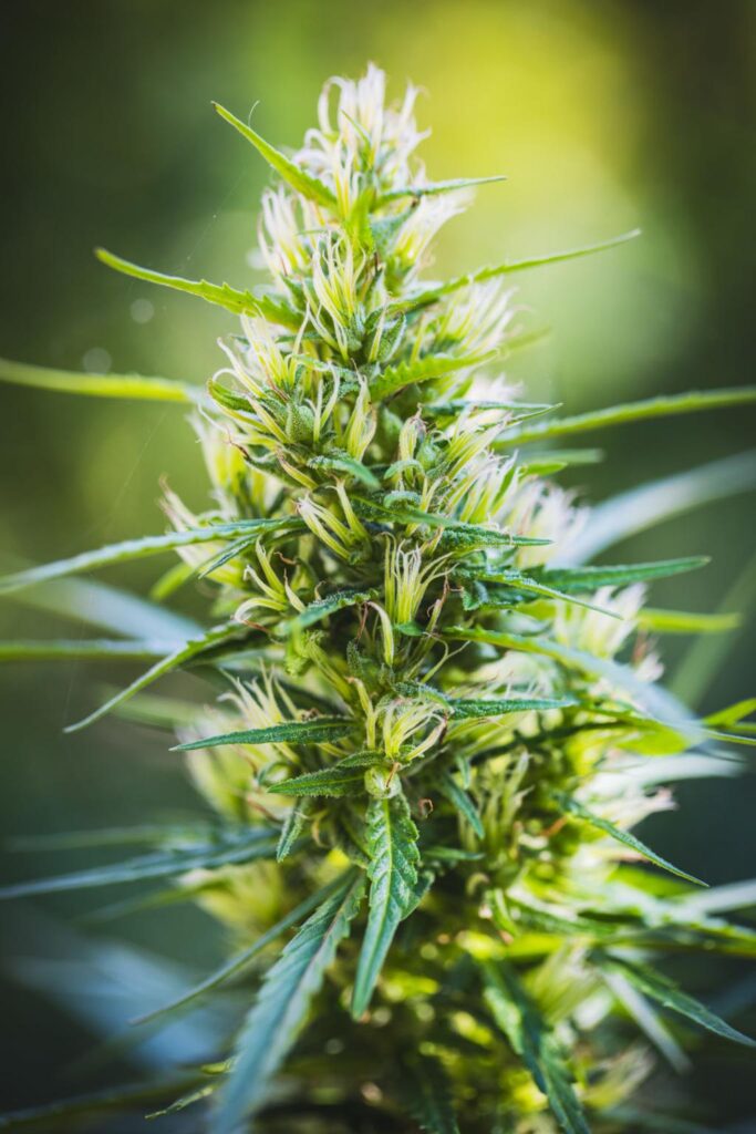 Cannabis: Understanding the Plant, Its Uses, Benefits, Risks, and Future