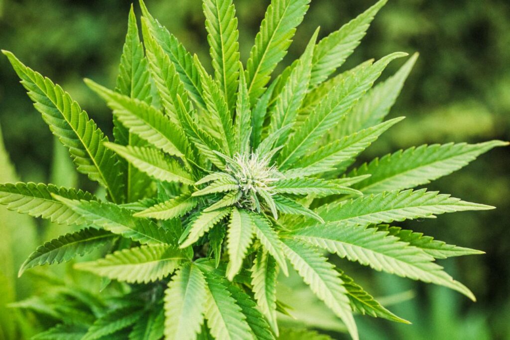 Cannabis: Benefits, Risks, Medical Uses, and Everything You Need to Know