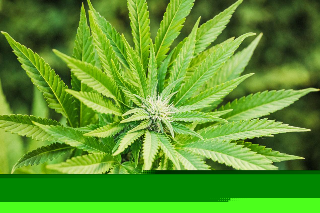 Cannabis: Benefits, Risks, Medical Uses, and Everything You Need to Know