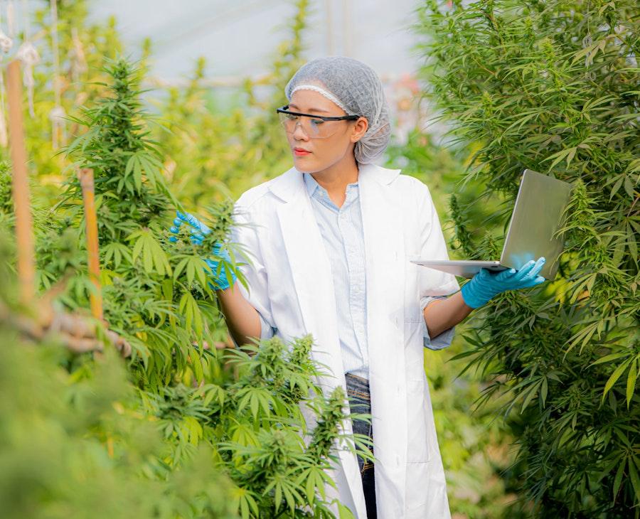 Cannabis Health: Understanding the Science, Wellness, and Responsible Use of Cannabis 🌿🧠